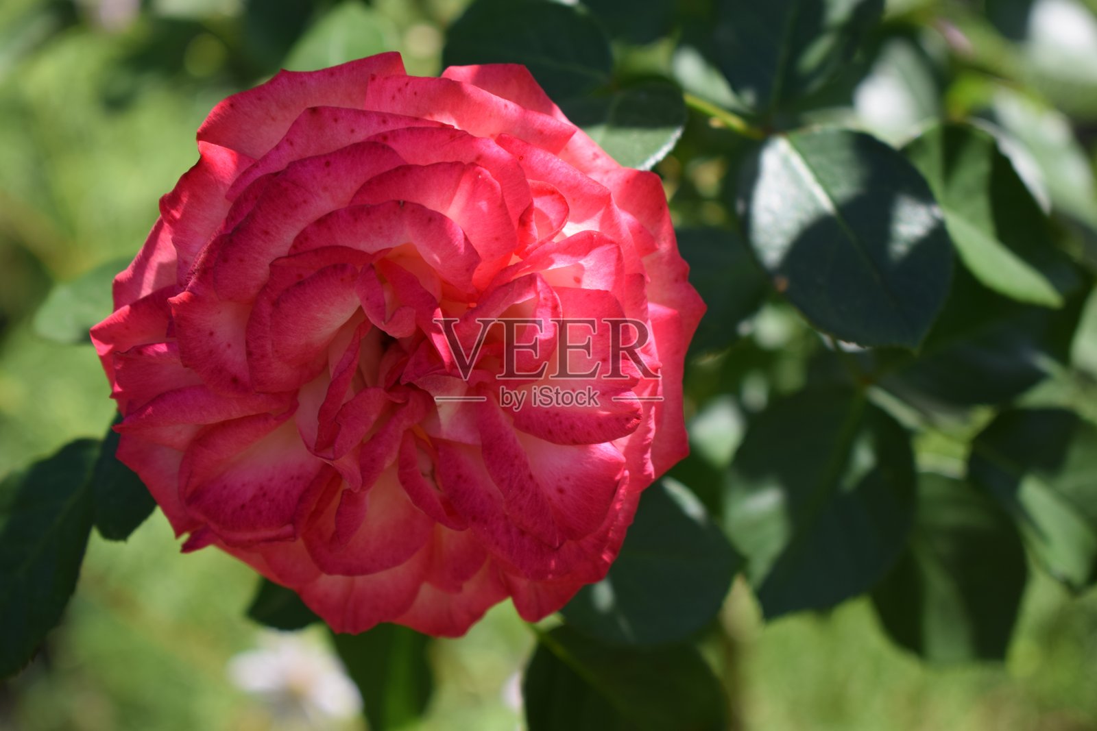 五彩缤纷的玫瑰，红色、黄色、橙色和粉色的惊人组合，仿佛散发着明亮的光芒。照片摄影图片