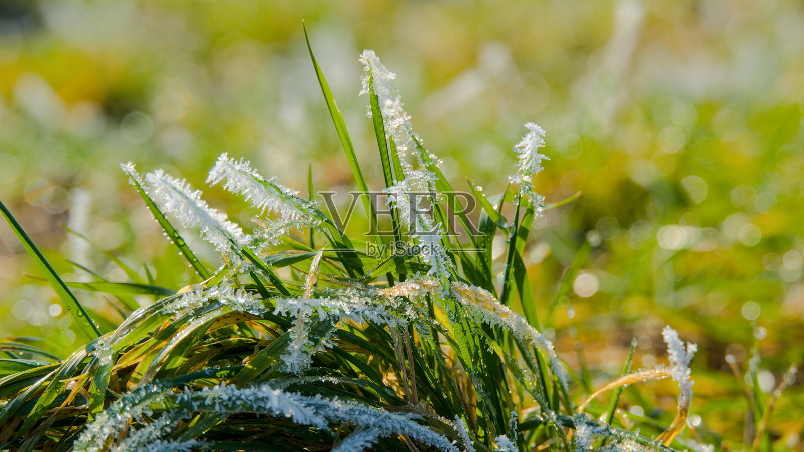 冬季蓝天背景下的霜冻植物特写照片摄影图片