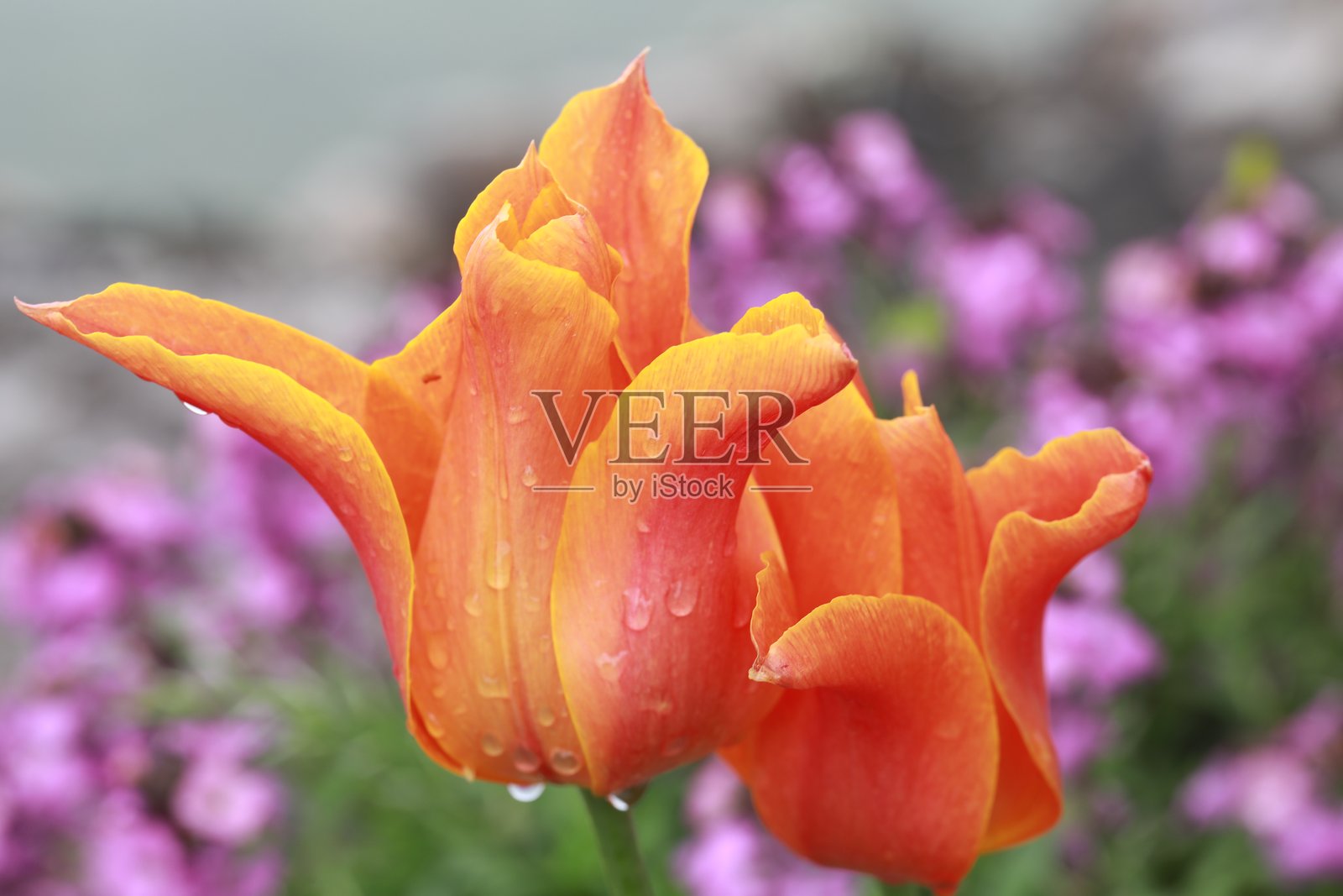 春天的气息照片摄影图片