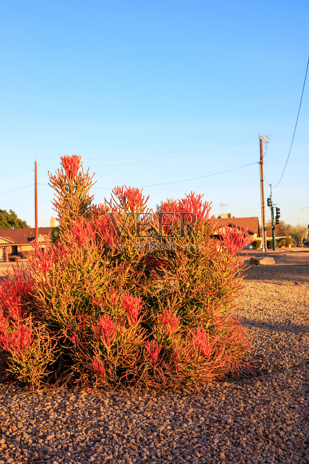 常青多肉植物乳突花或火焰枝照片摄影图片