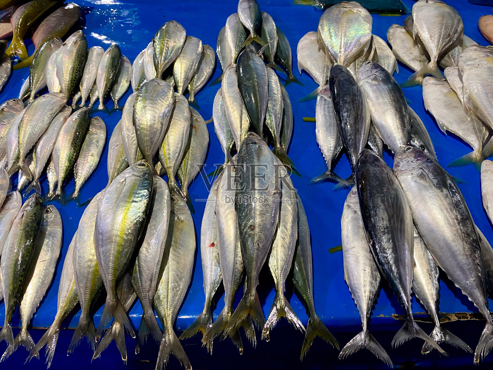 市场摊位上新鲜闪亮的鱼类展示，近距离拍摄以突出其质感和色彩照片摄影图片