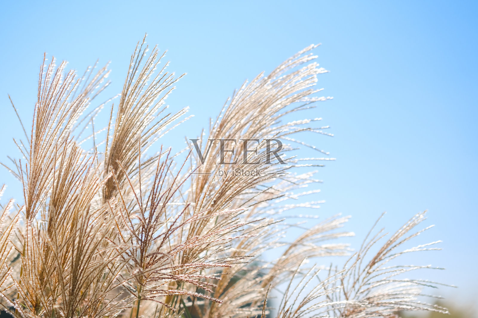 阳光在清澈蓝天下的细腻草丛上跳跃，轻柔地摇曳。照片摄影图片