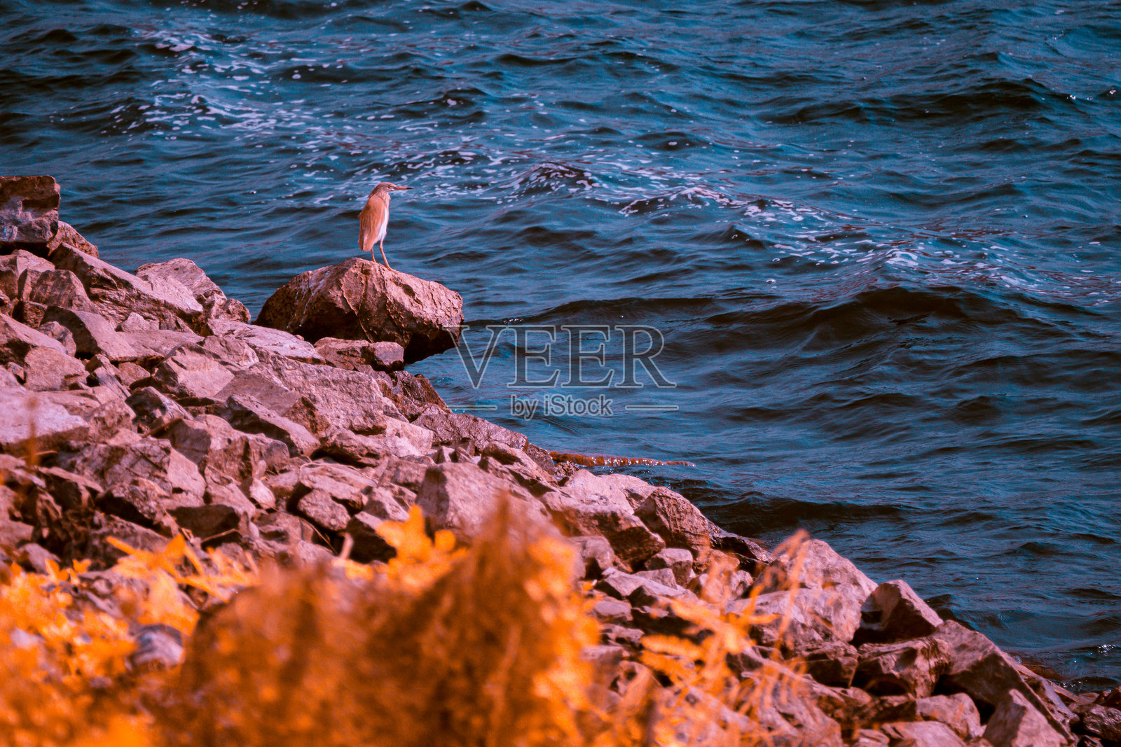 红外摄影，一只小动物栖息在水边一块较大的岩石上照片摄影图片