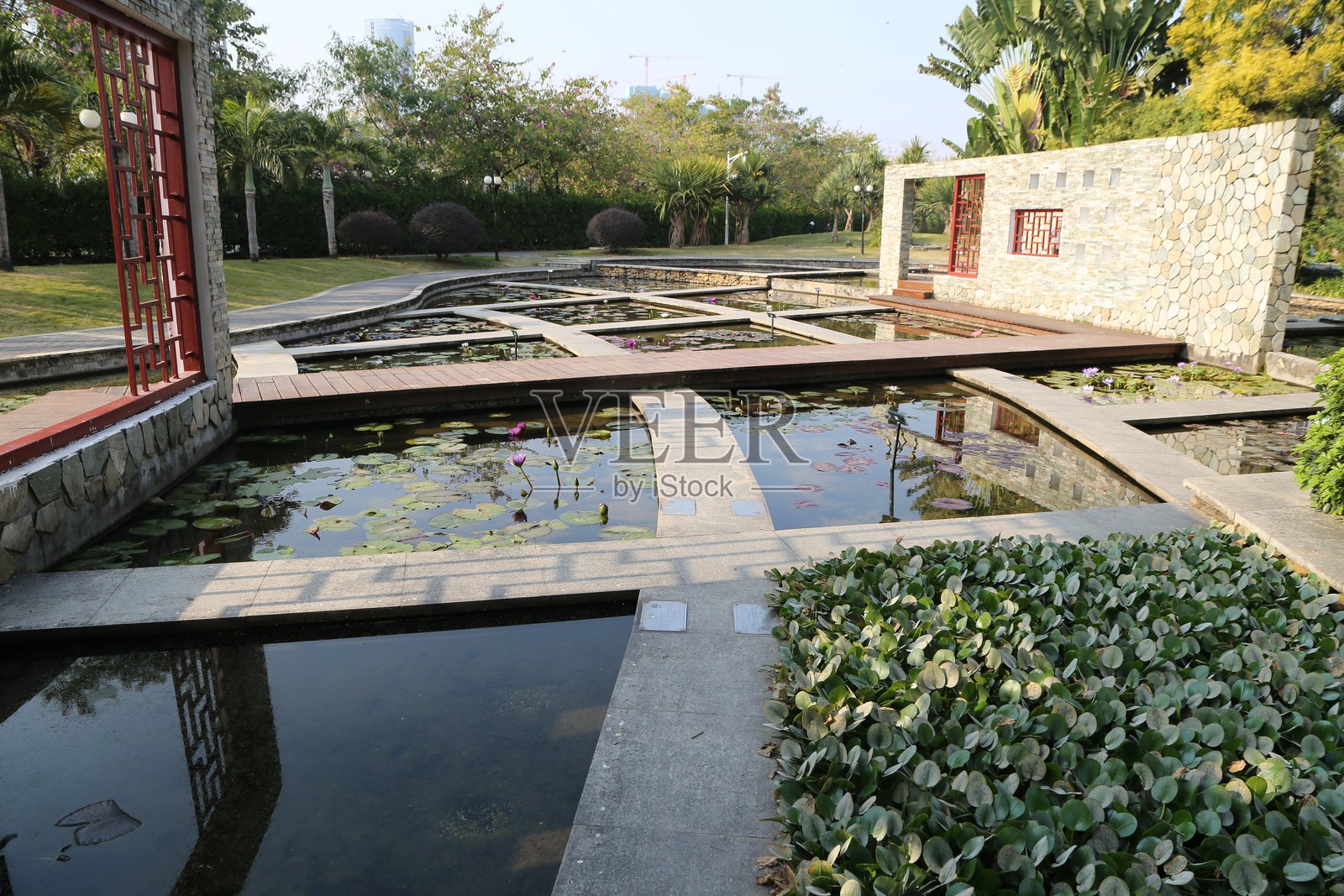 一个大型户外空间，中央有一个不规则形状的矩形池塘，池塘里开满了睡莲。照片摄影图片