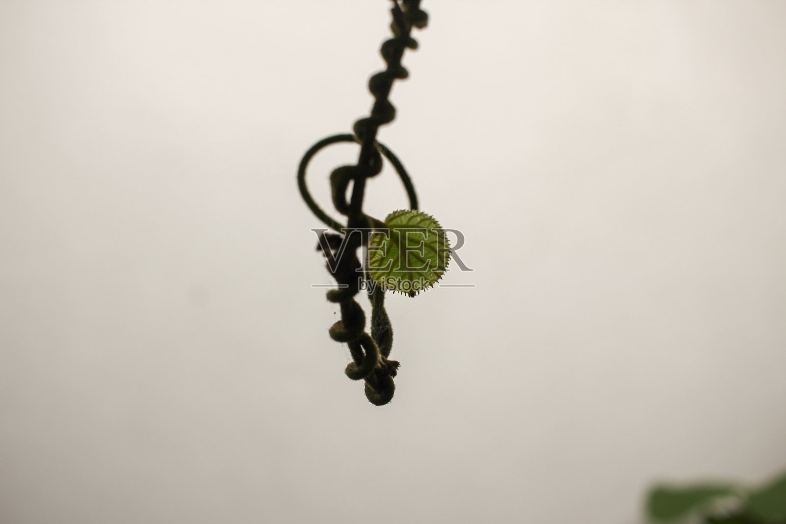 猕猴桃树的一小部分照片摄影图片