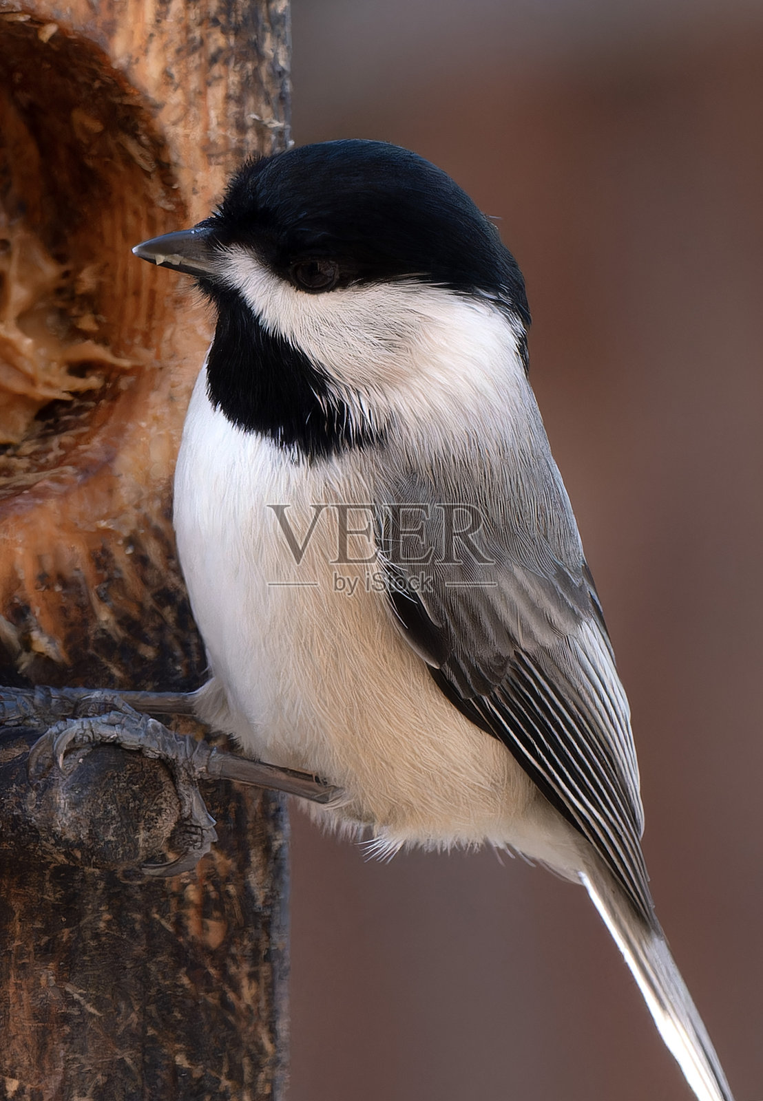 一只卡罗来纳山雀在花生酱喂鸟器上。照片摄影图片