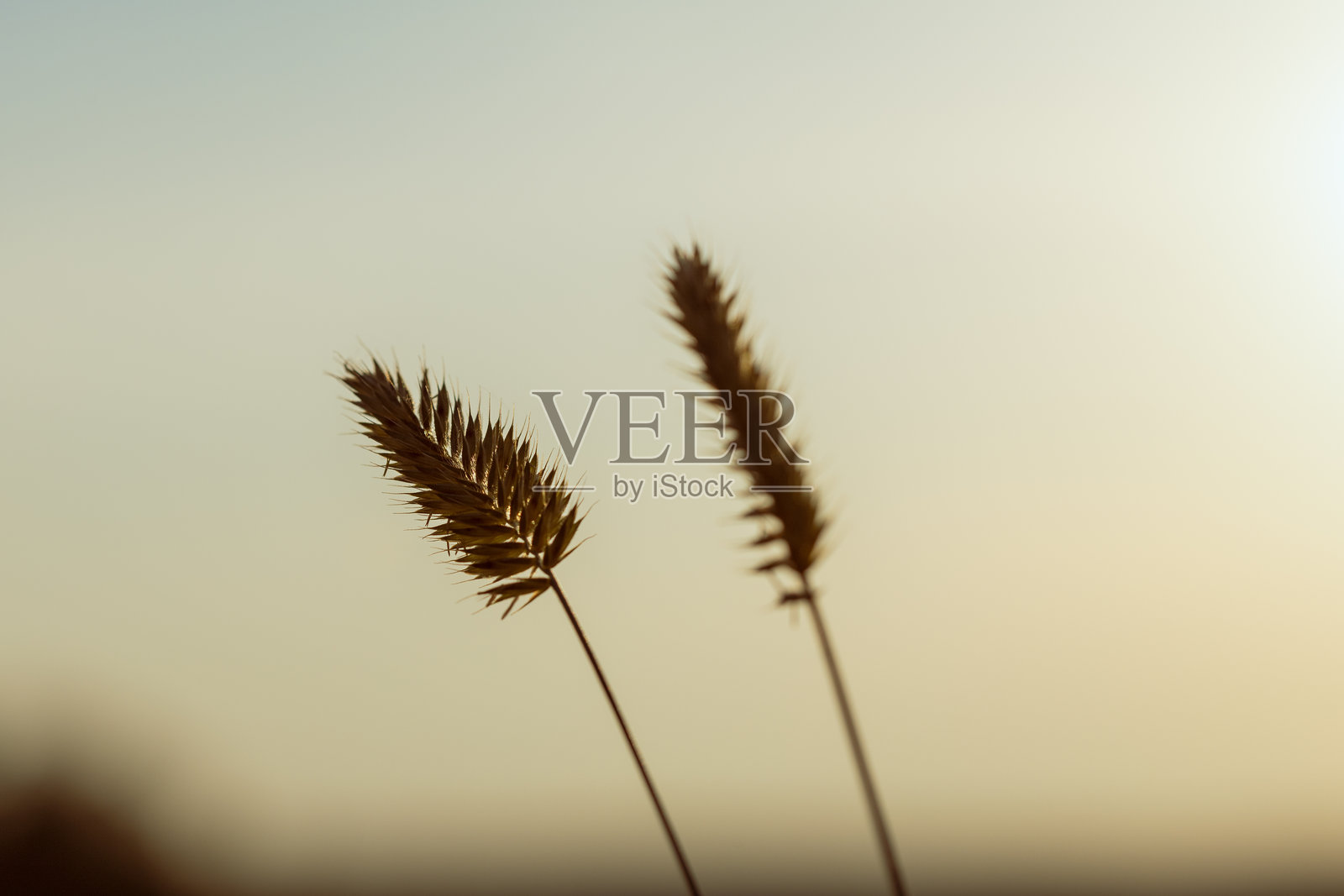 两根干草茎在田野中并排而立照片摄影图片