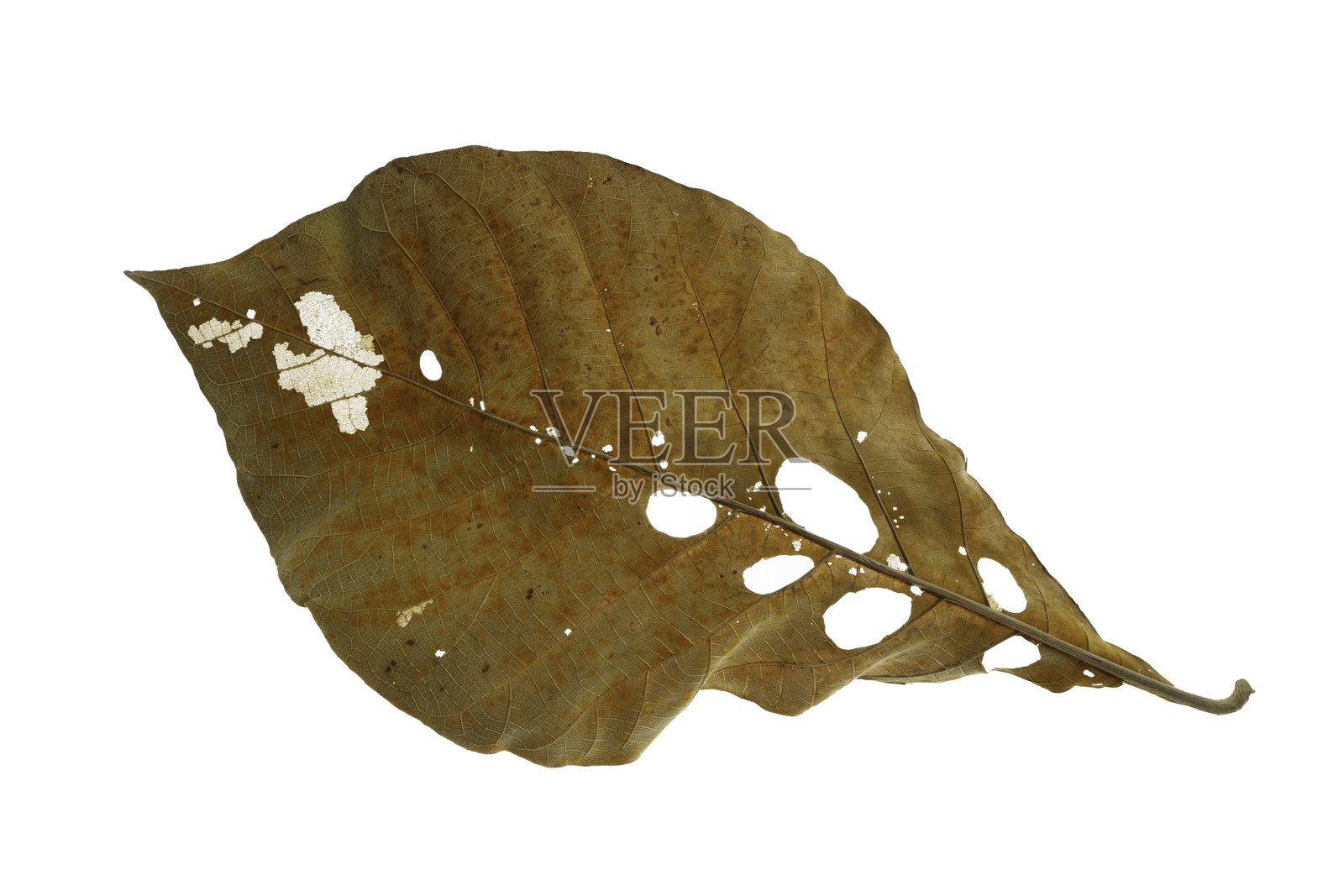 干枯的叶子在白色背景上飘落，棕色柚木叶子的纹理。照片摄影图片
