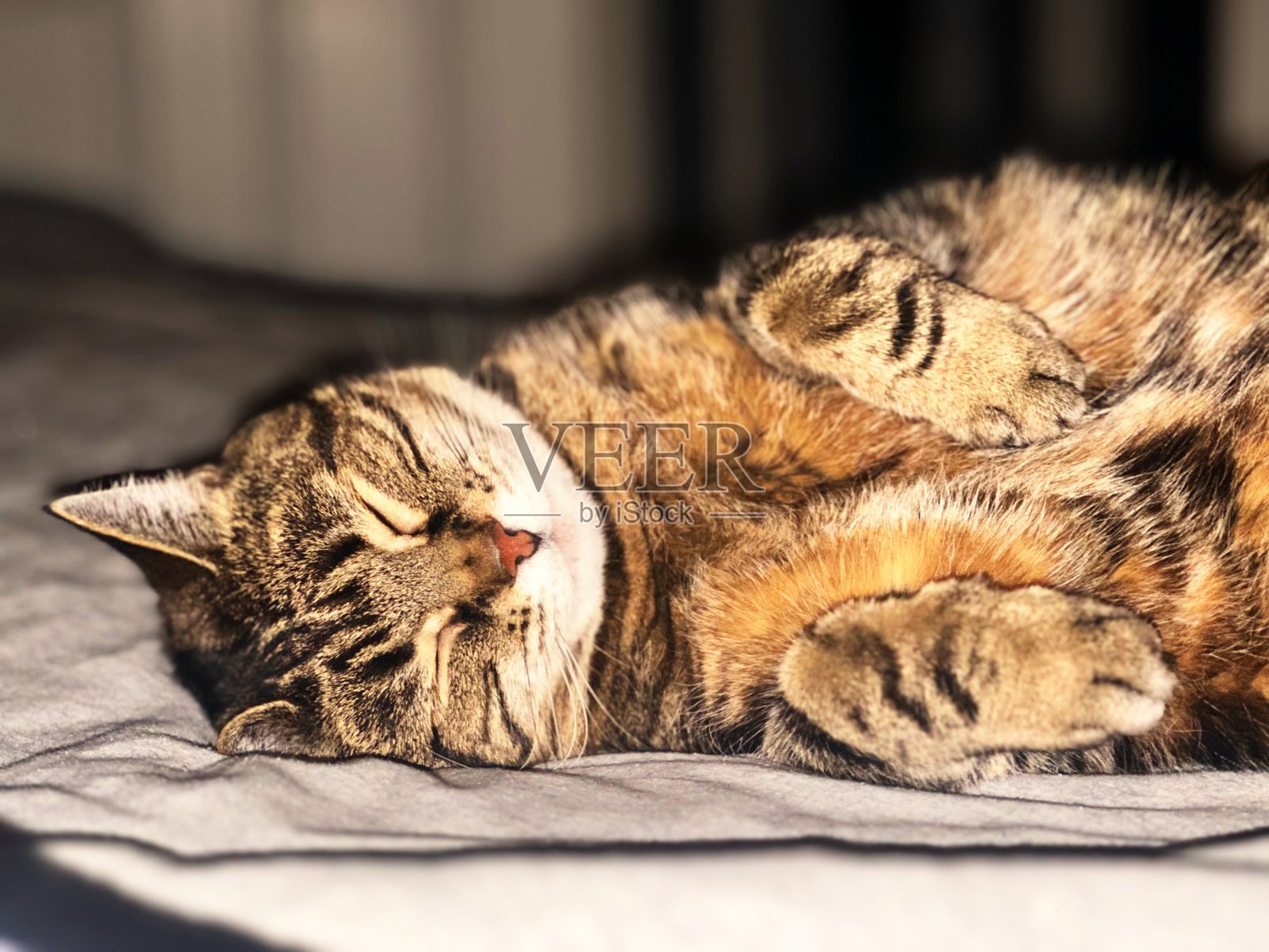 梦境：安静沉睡的虎斑猫照片摄影图片