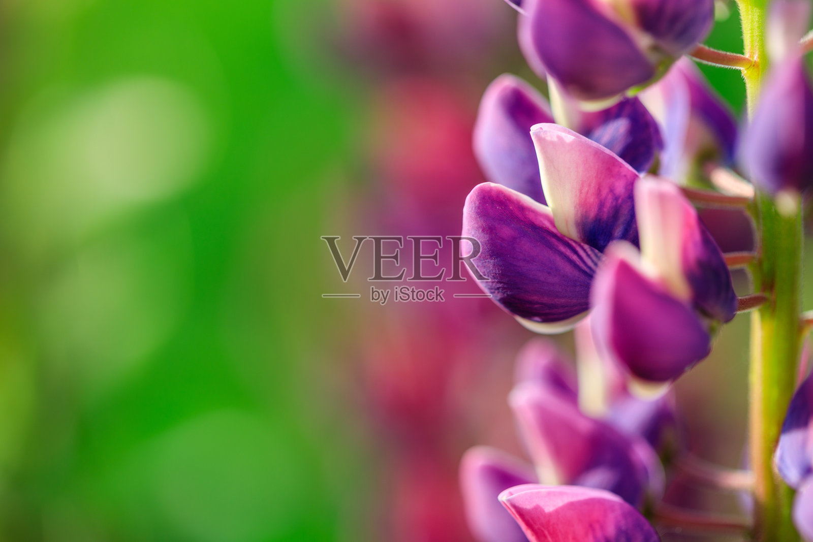 紫色花朵与绿色背景照片摄影图片