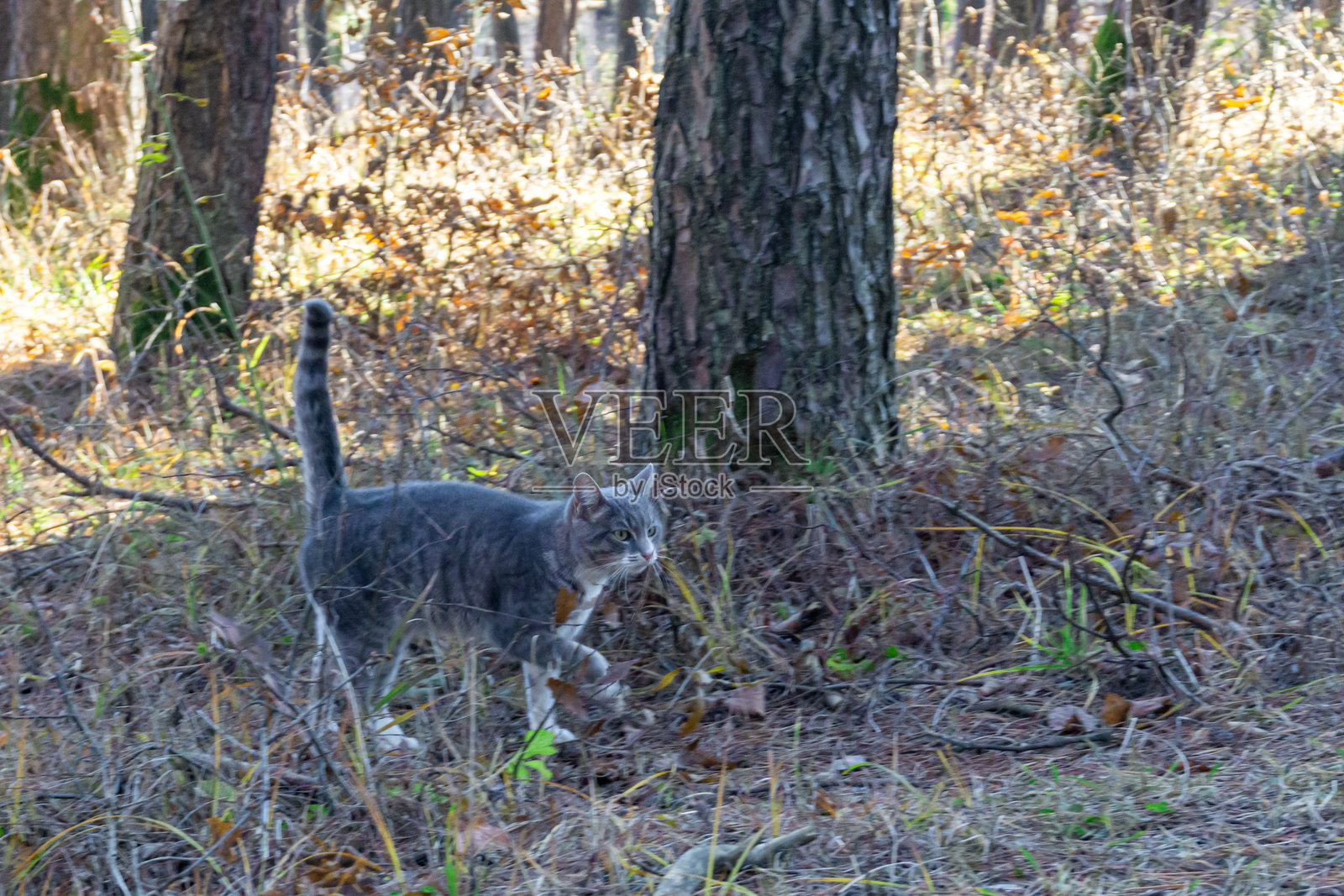 灰色米色的猫在早晨的森林中走动，尾巴高高翘起。阳光明媚的草地上，背景有树木。照片摄影图片