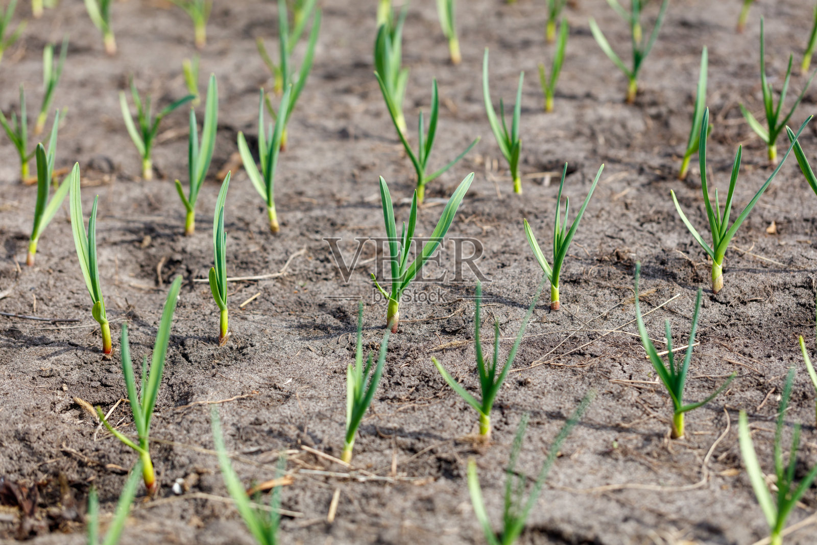 一片绿色植物与棕色土壤背景的田野照片摄影图片