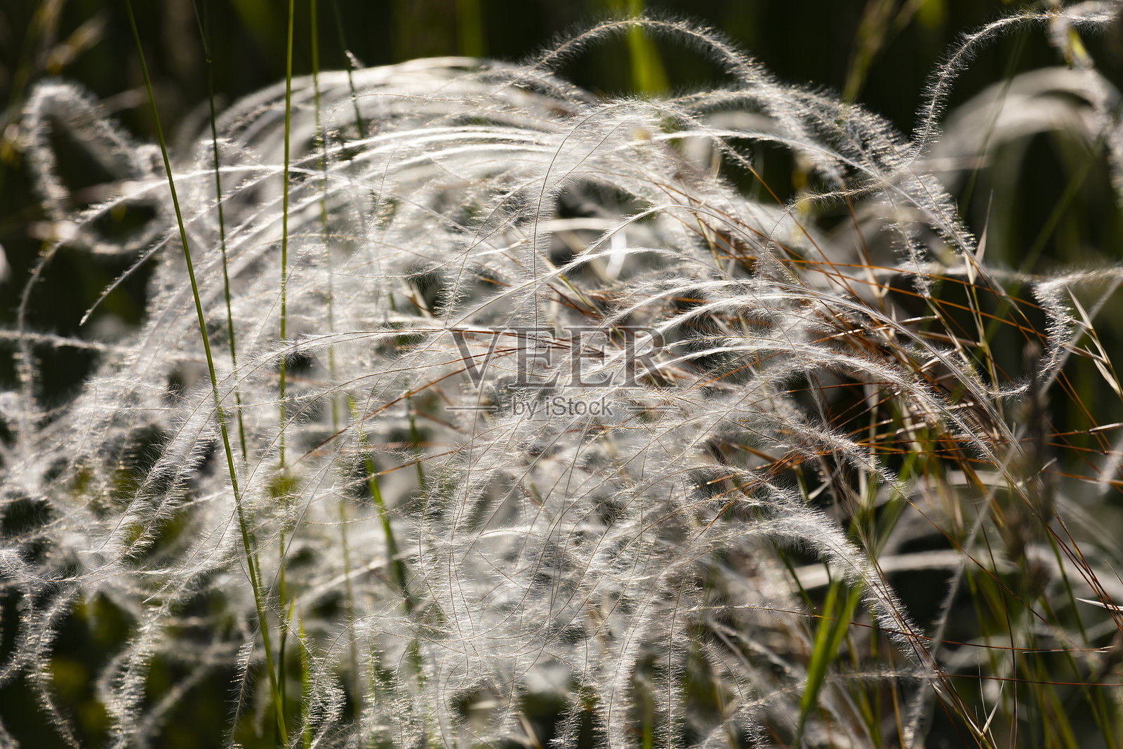 开花的羽毛草特写照片摄影图片