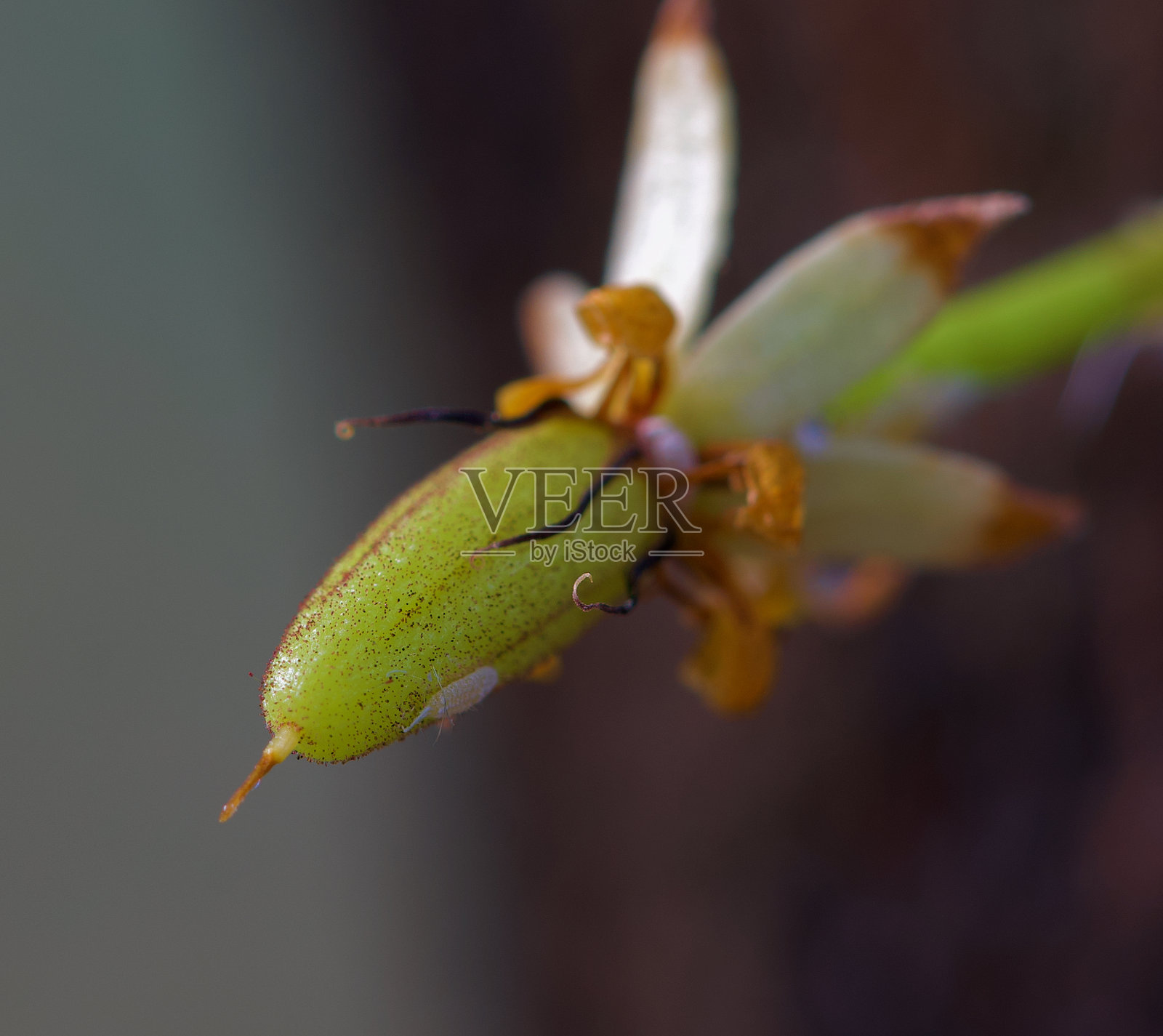 年轻可可花和粉虱的特写照片照片摄影图片