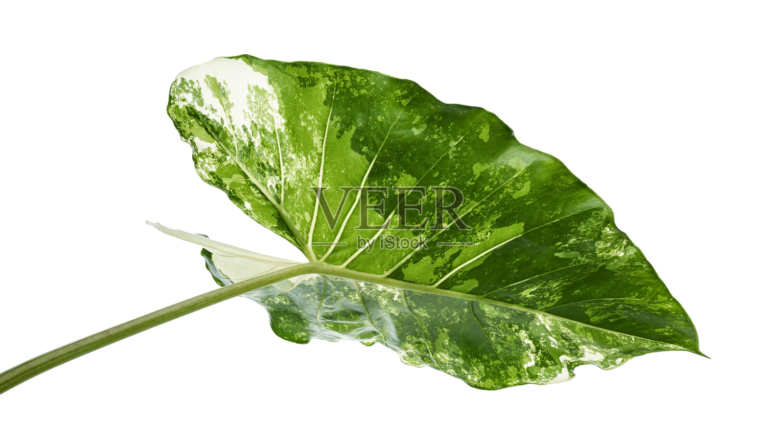 斑驳的阿罗卡西亚叶子，孤立在白色背景上的斑驳阿罗卡西亚象耳植物，带有抠图路径照片摄影图片