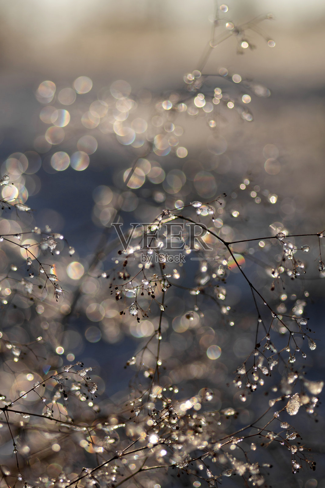 初雪中的冬天照片摄影图片