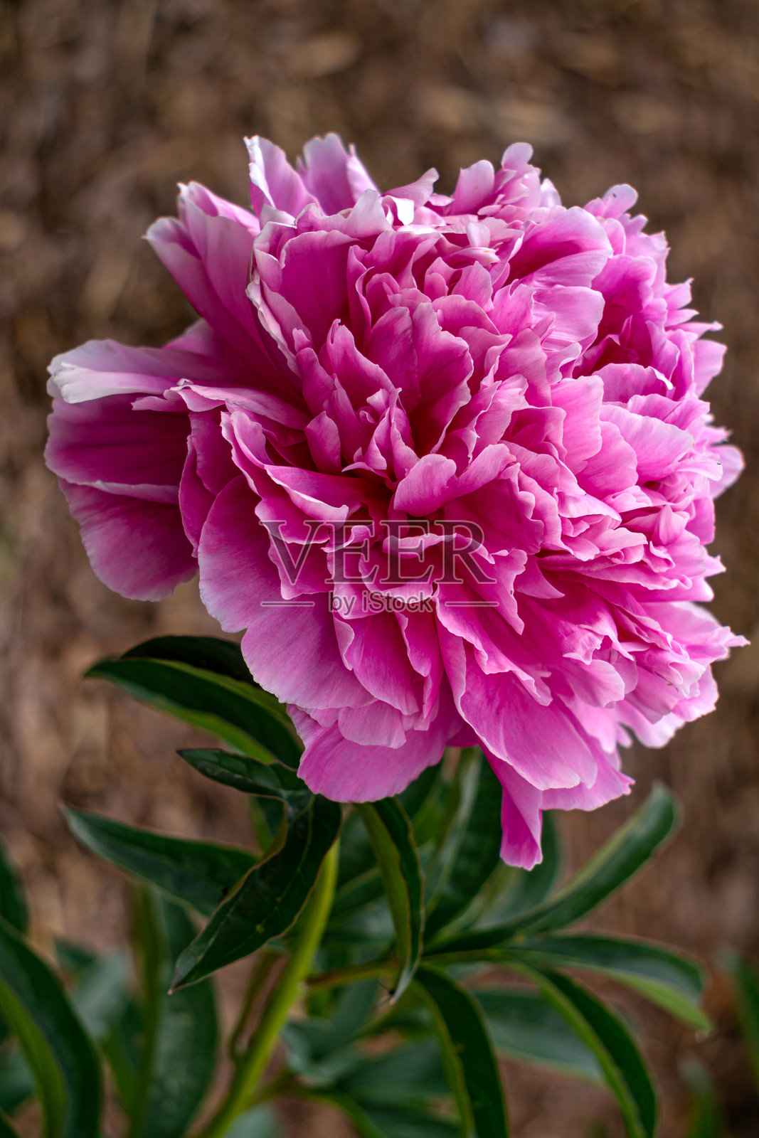夏季花园中一朵华丽的亮粉色牡丹花。照片摄影图片