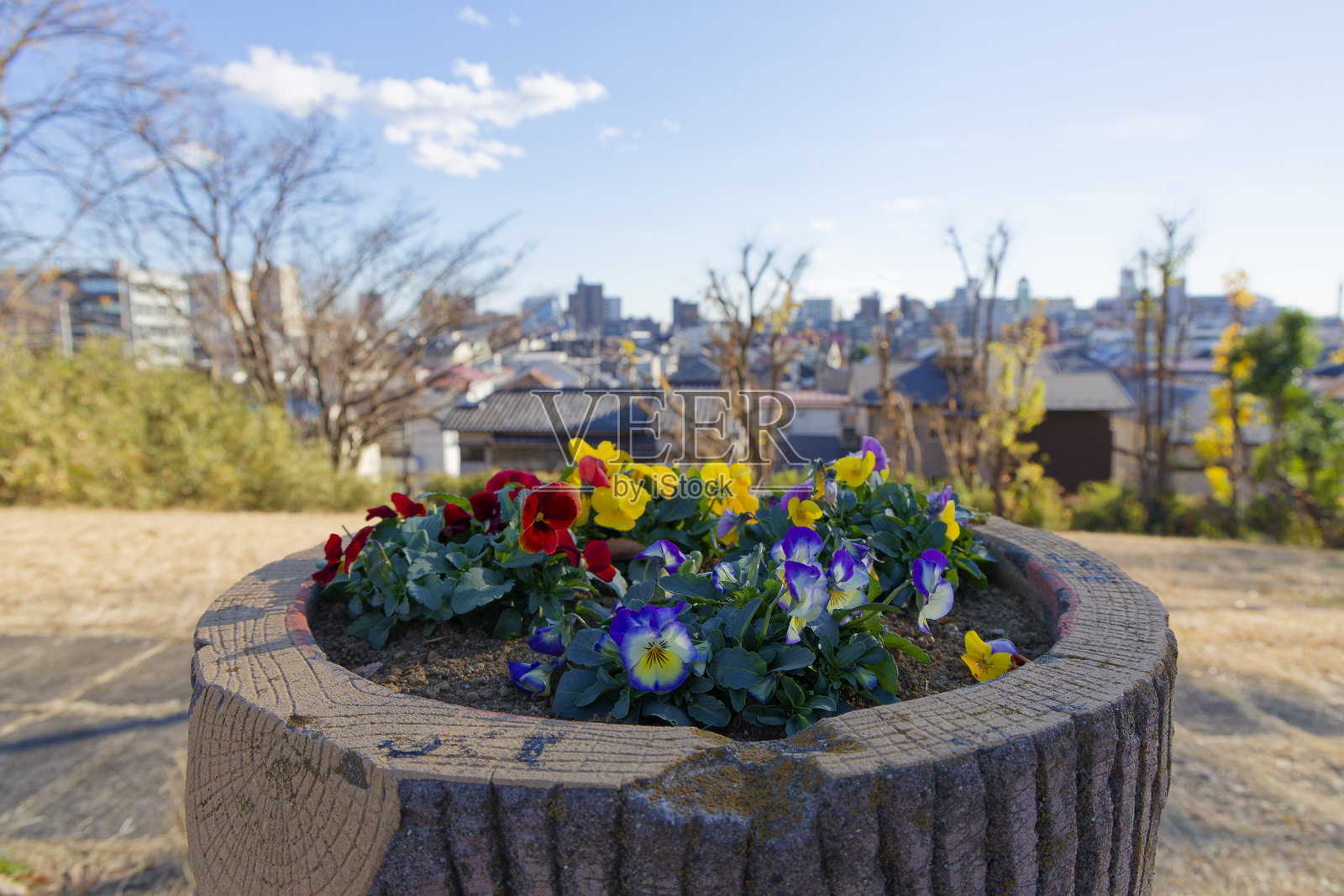 花坛中的花朵照片摄影图片