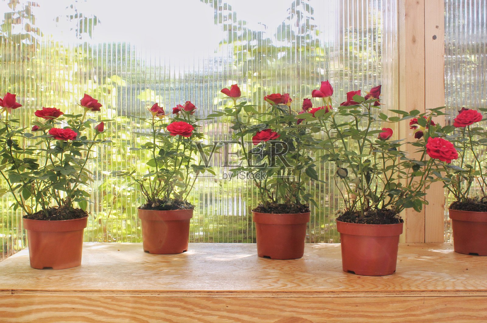 一组色彩鲜艳的红玫瑰灌木在阳光明媚的温室内的木架上展示，花朵处于不同的绽放阶段。这些植物在植物苗圃中。园艺、农业和植物学的概念。照片摄影图片