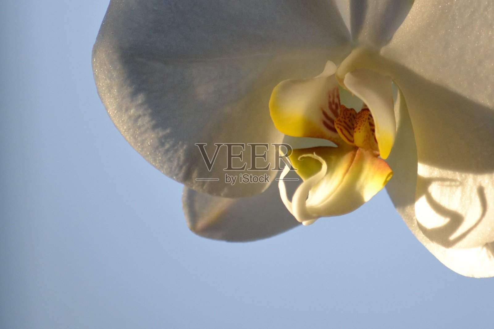 蝴蝶兰照片摄影图片