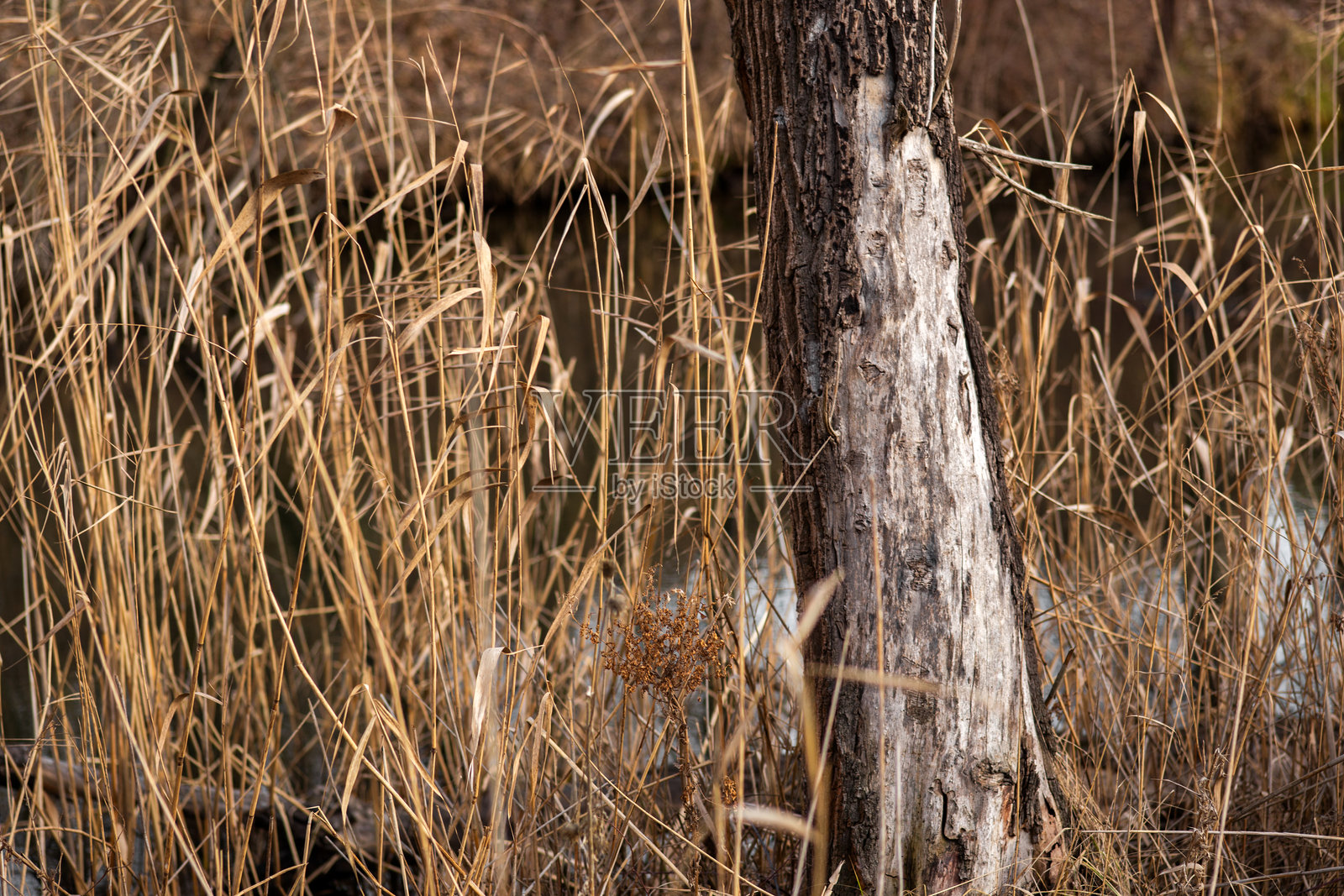 森林中的干草照片摄影图片