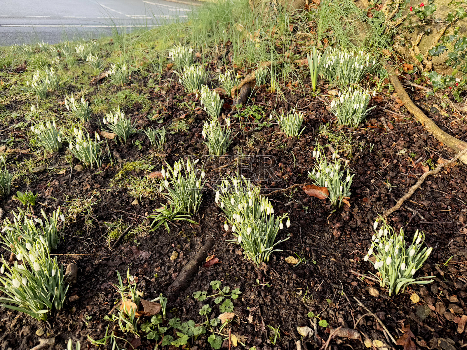 普通雪花莲 (Galanthus nivalis)照片摄影图片