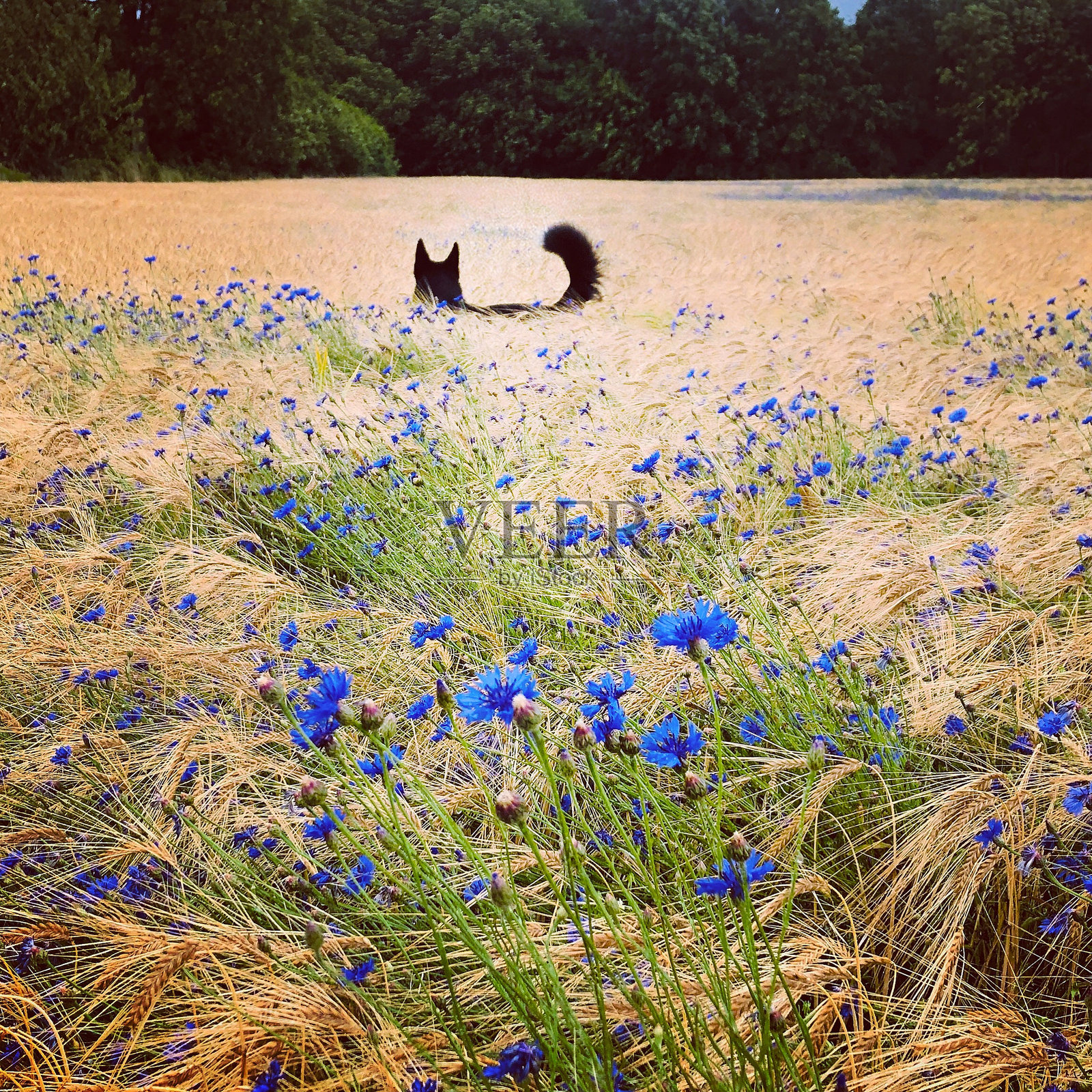 狗藏在矢车菊田里。照片摄影图片