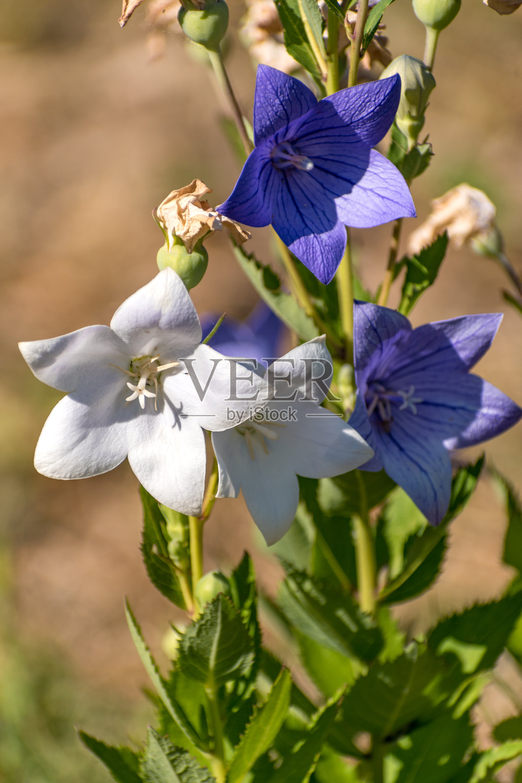 户外的紫色桔梗花，钟花，桔梗照片摄影图片