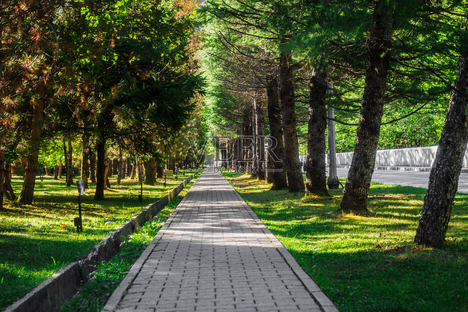 公园里绿树成荫的步道。夏日里空无一人的自然公园。背景照片摄影图片