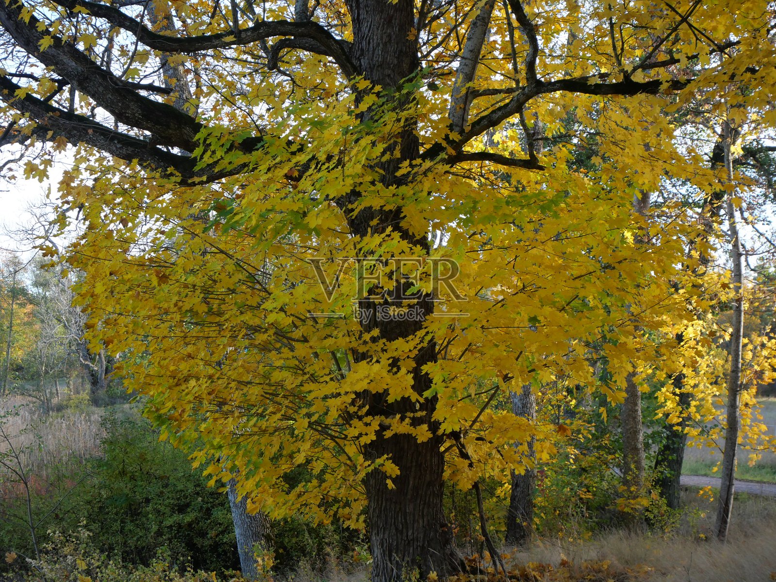 瑞典泰雷斯塔国家公园的黄色叶子花束照片摄影图片