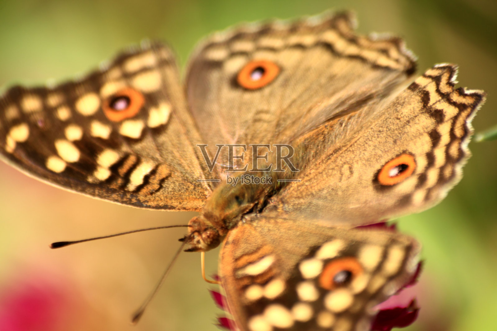 孔雀三色蝶——孔雀三色蝶的翅膀上有眼睛图案。这是一只飞得很快的蝴蝶。它喜欢吃普通花的花粉，在地面上低飞。照片摄影图片