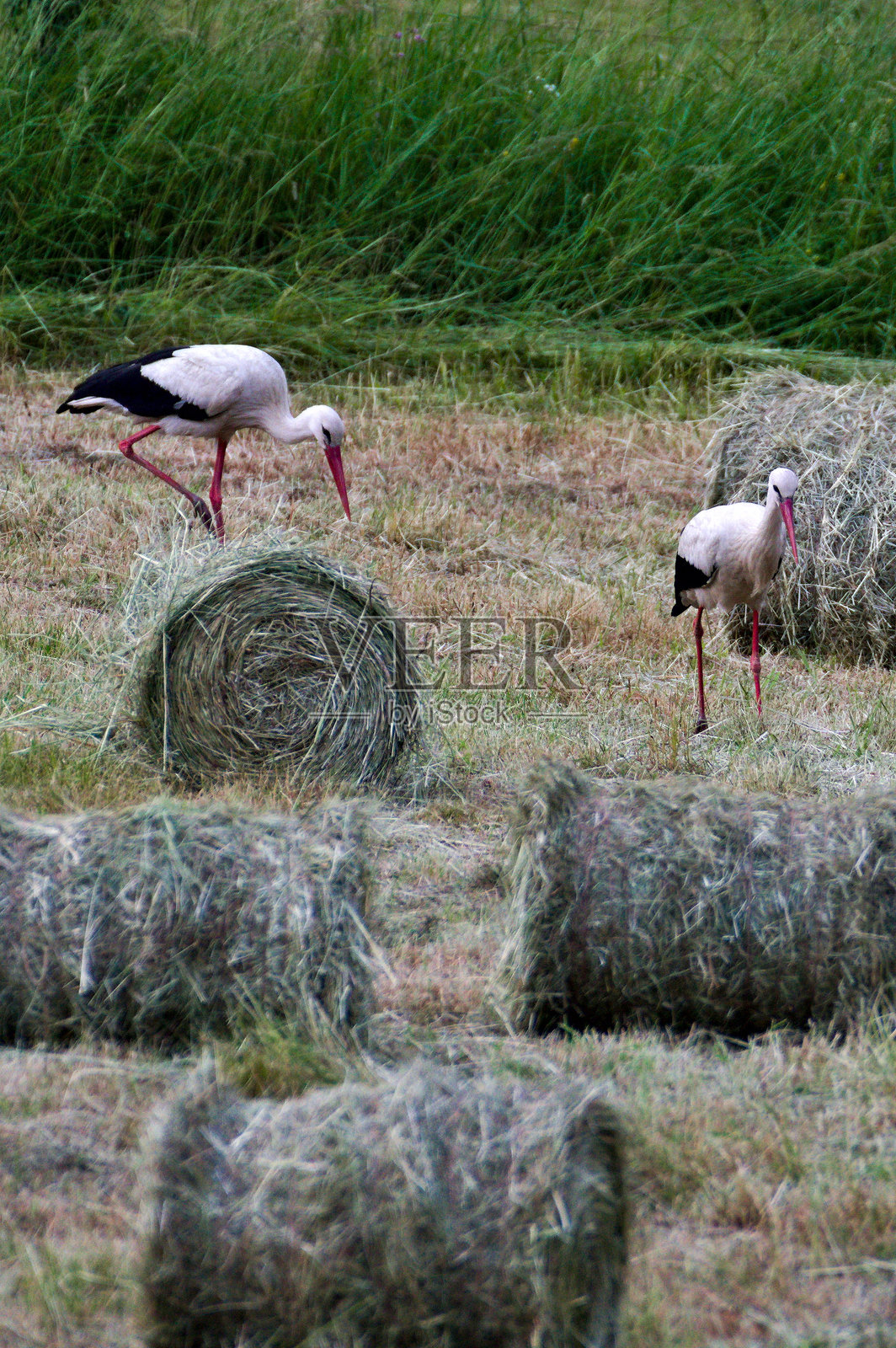 在收获季节，白鹳正在草地上寻找青蛙和老鼠。照片摄影图片