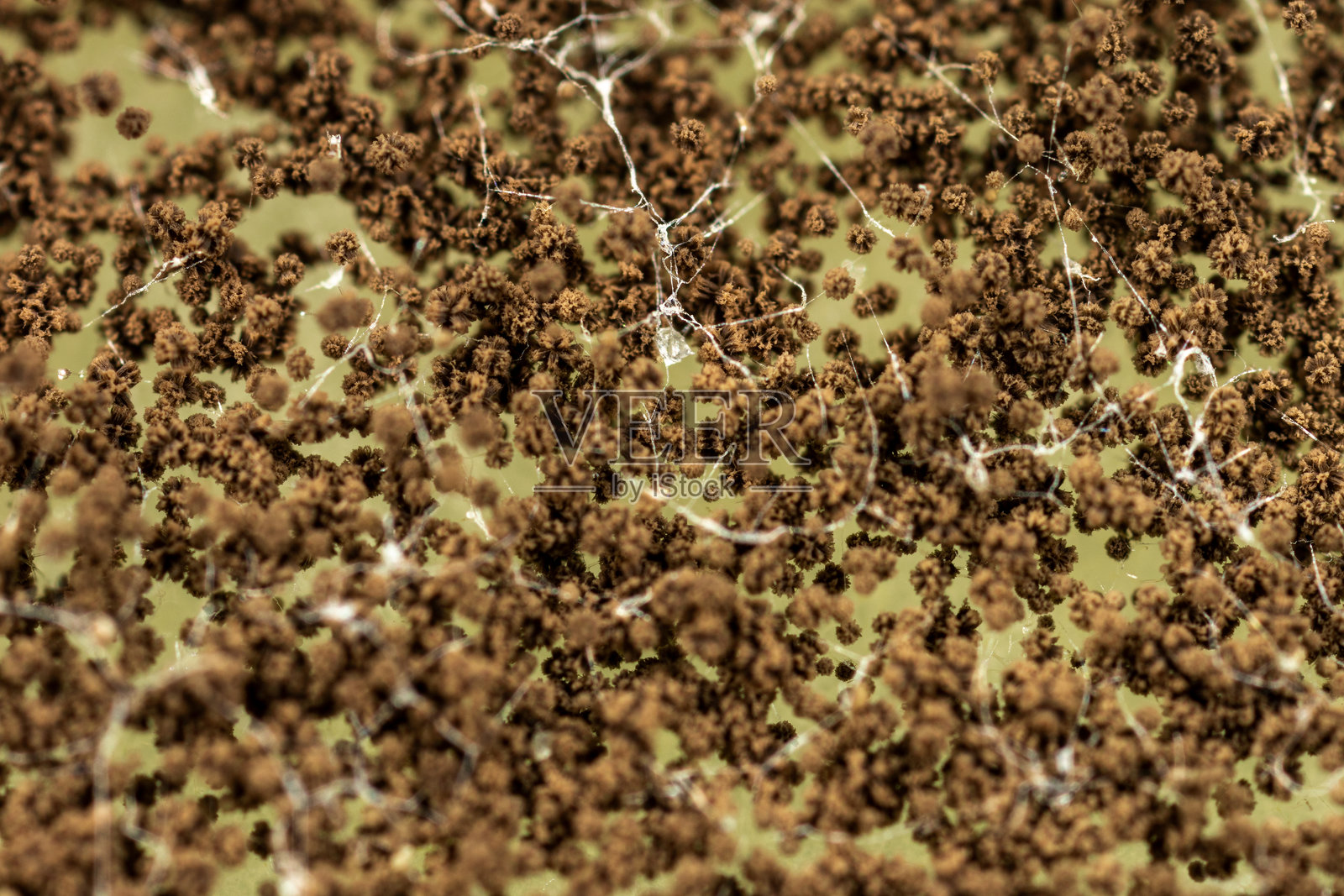 实验室显微镜下的细菌和霉菌背景。照片摄影图片