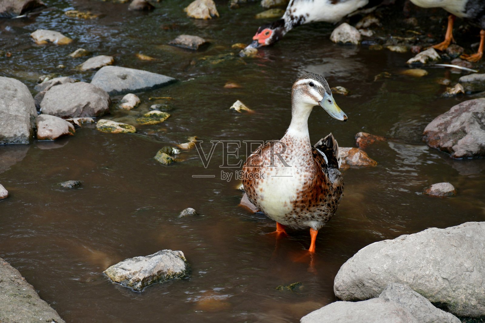 在波兰的一个多云的夏日，沙滩或码头附近，一只白色、棕色和红色的鸭子或公鸭站在水库旁边吃草，寻找食物，四处走动照片摄影图片