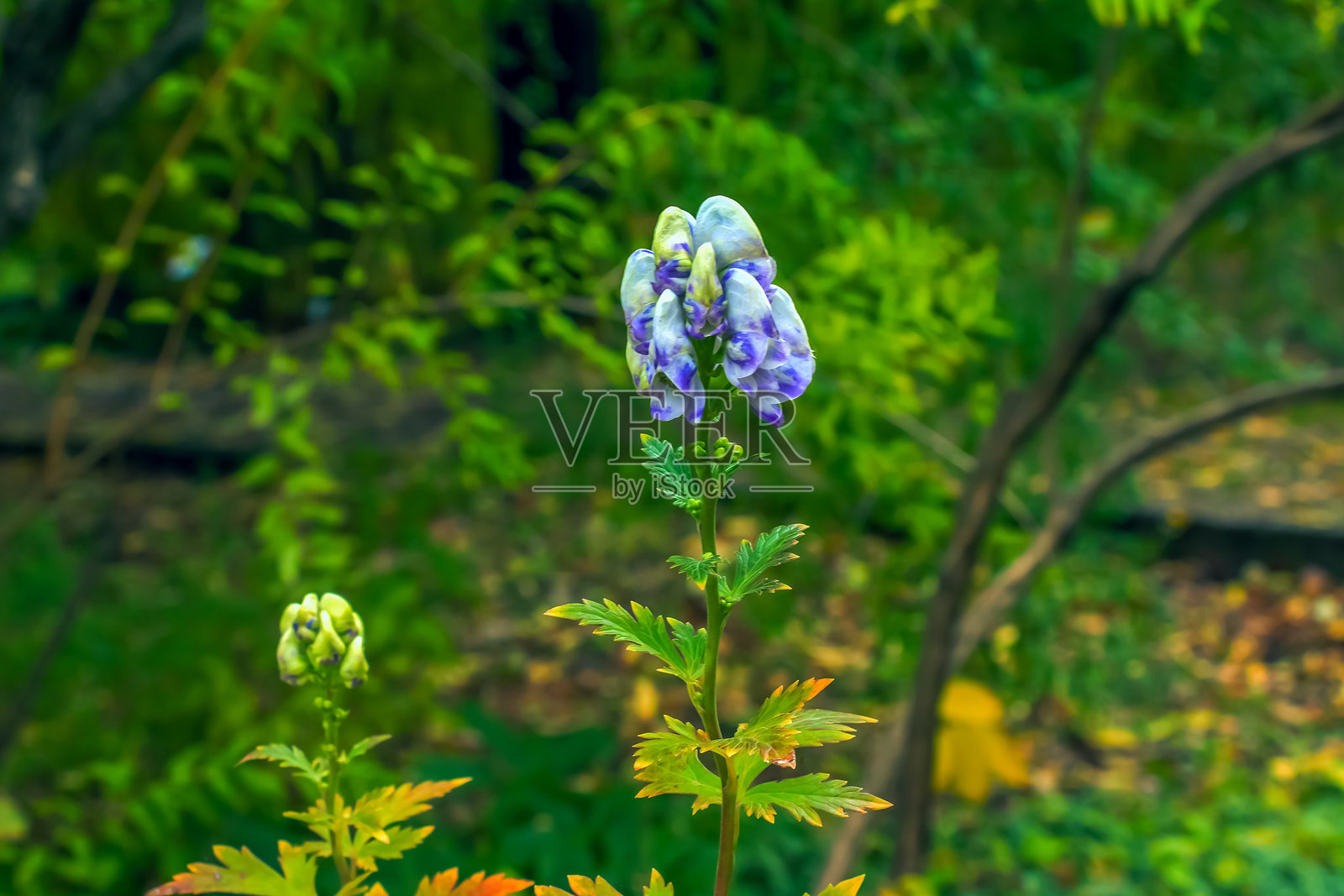 奶油白色和紫色的头状花的特写镜头，在高大的深绿色有光泽的叶子上，有乌头，山乌头，乌头，附子。照片摄影图片