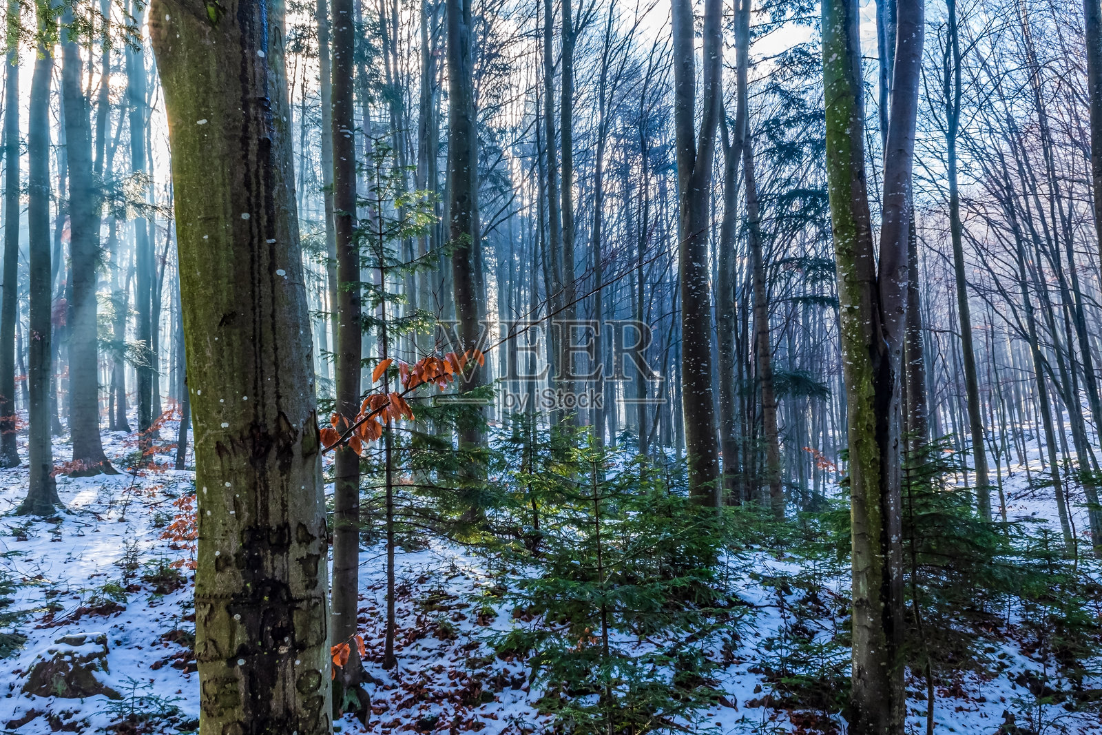 风景 - 森林 - 欧洲，罗马尼亚，苏恰瓦地区照片摄影图片