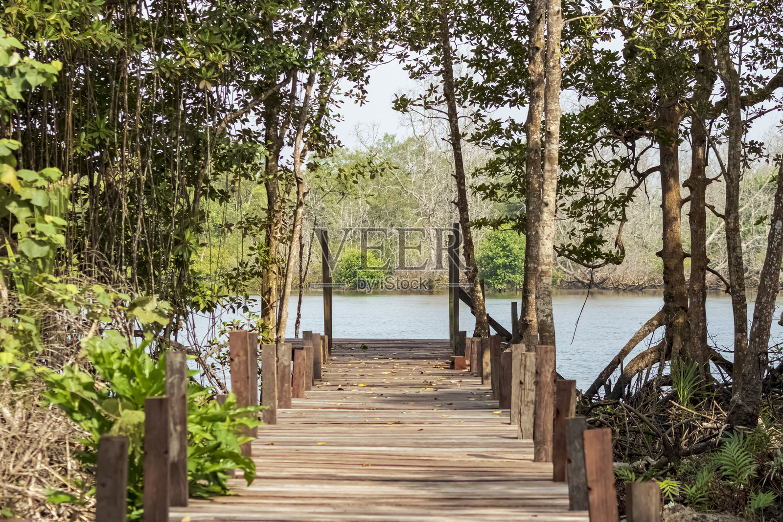 Panrita Lopi海滩入口处的景色周围有红树林和松树。照片摄影图片