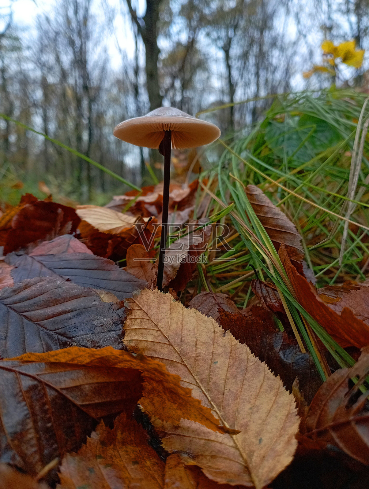 白天，一个脆弱的毒菌，长着细长的茎和宽阔的帽，在森林背景中高大的绿草中，在秋天的黄叶中。照片摄影图片