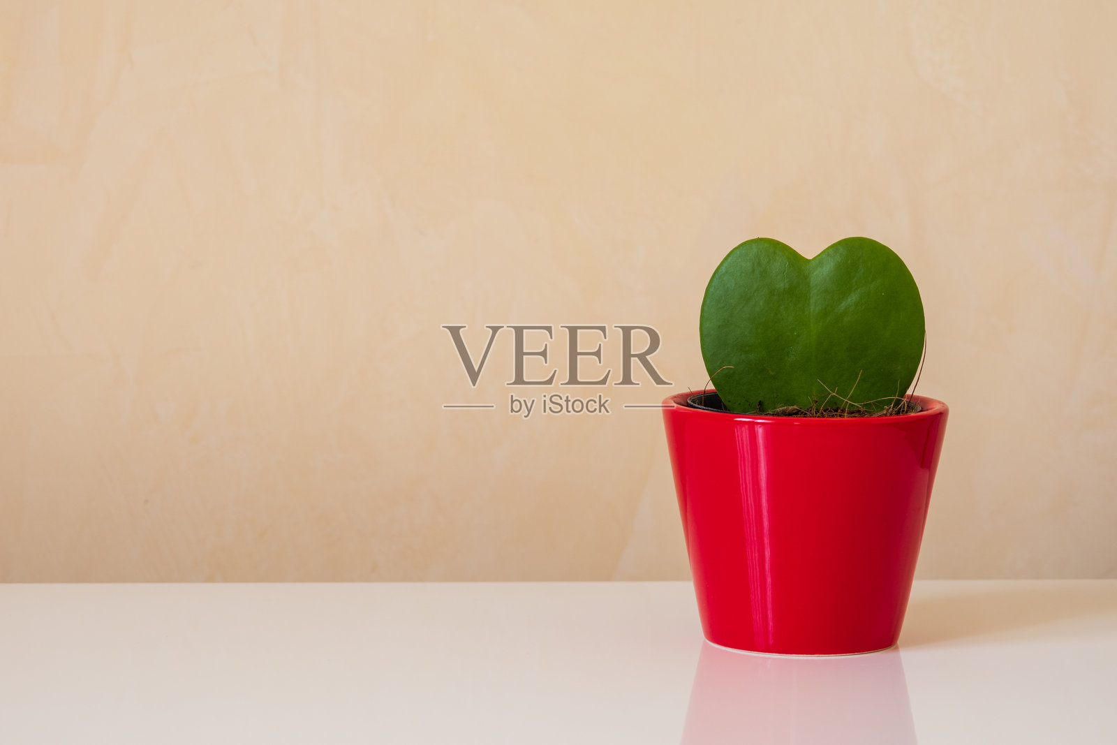 心形仙人掌盆栽植物照片摄影图片