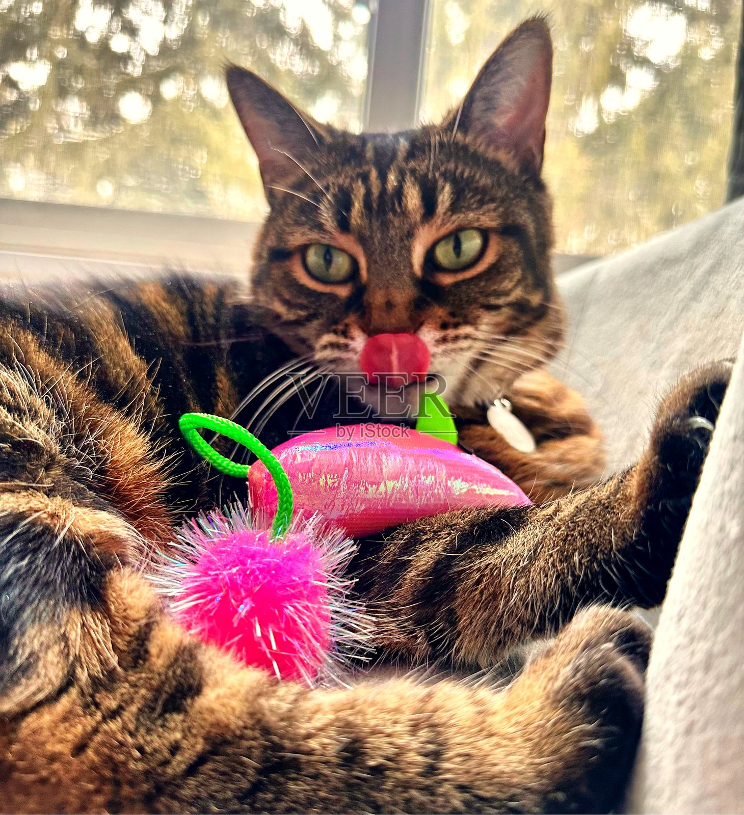 顽皮的暂停：猫咪与玩具和调皮的吐舌头照片摄影图片