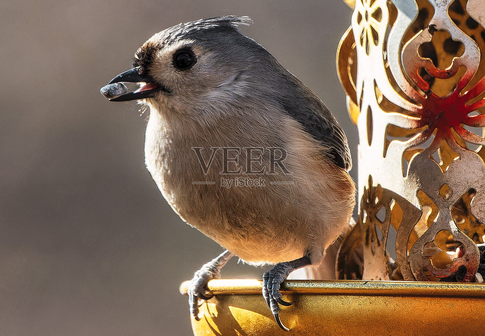 一只卡罗来纳山雀在鸟食器上。照片摄影图片