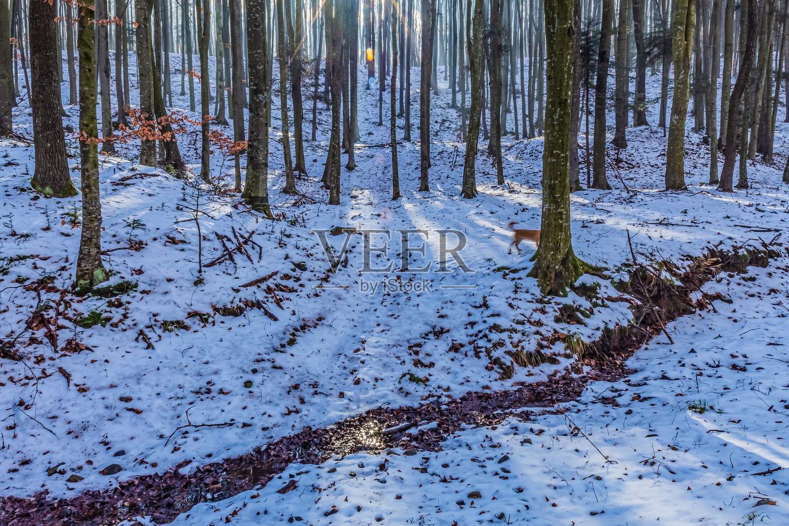 风景 - 森林 - 欧洲，罗马尼亚，苏恰瓦地区照片摄影图片