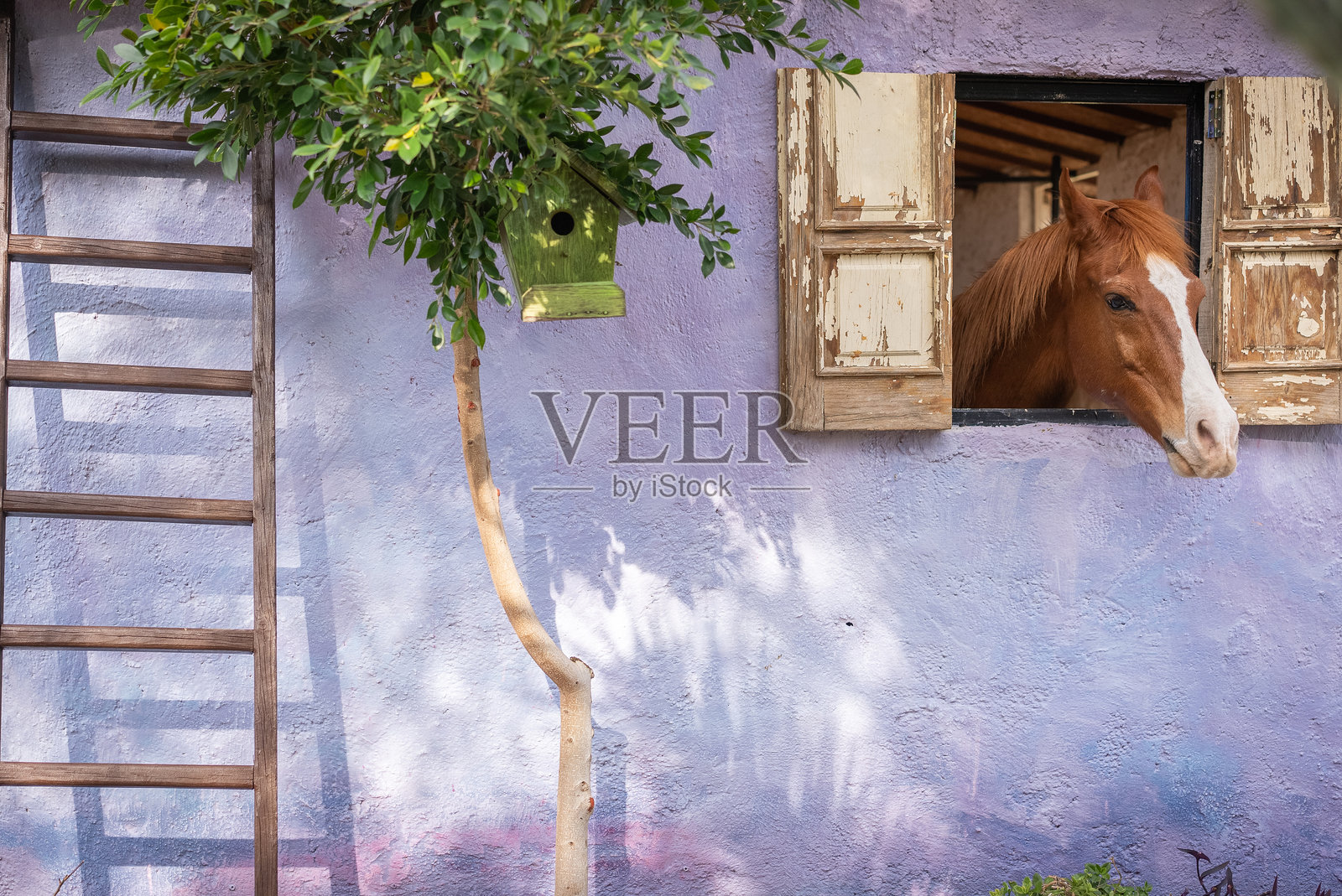 马在窗户旁望外。照片摄影图片