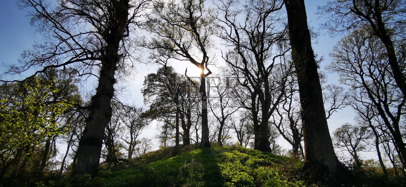 森林中的老者照片摄影图片