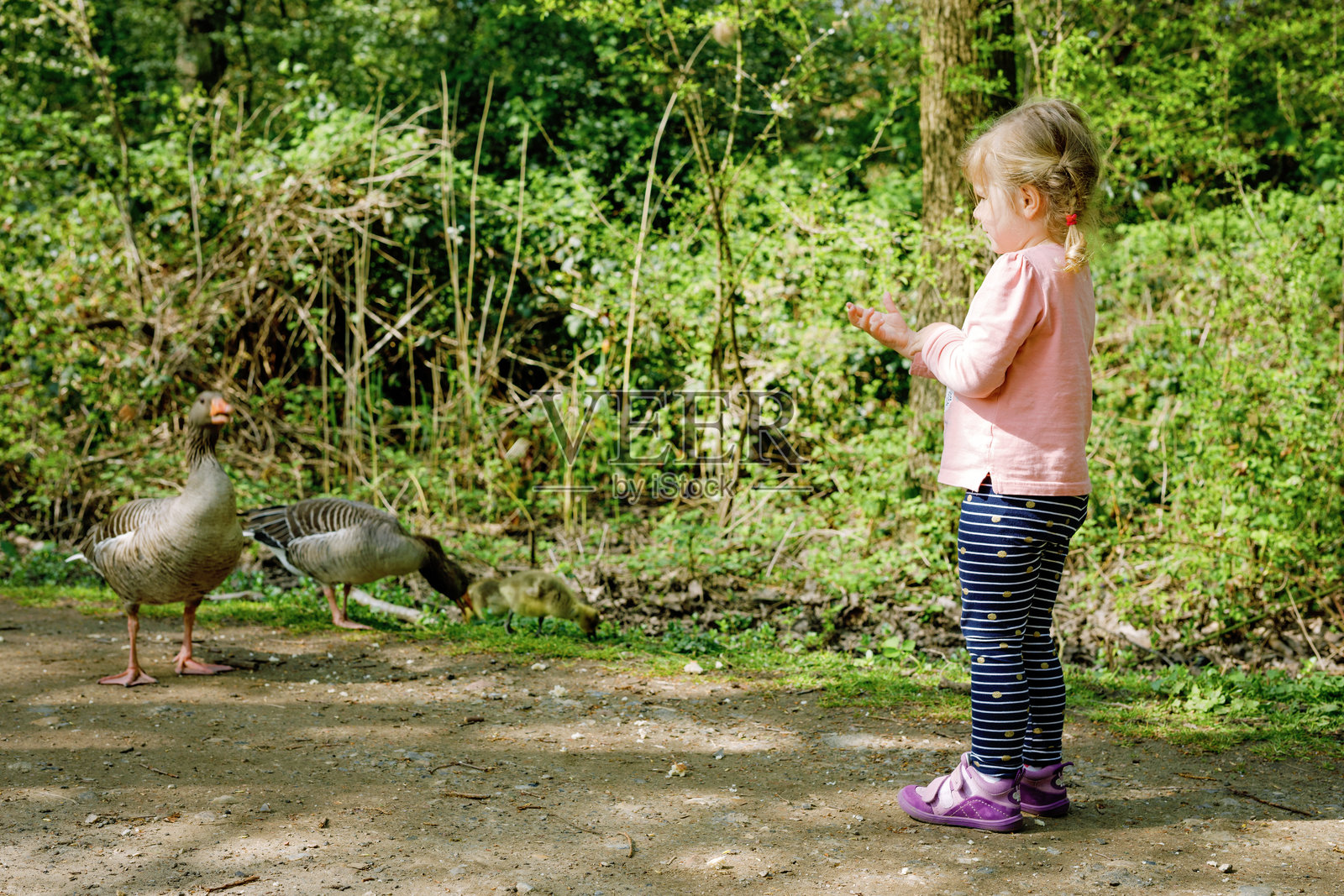 可爱的小女孩在森林公园喂野鹅一家。快乐的孩子在观察鸟类和大自然中玩得很开心。照片摄影图片