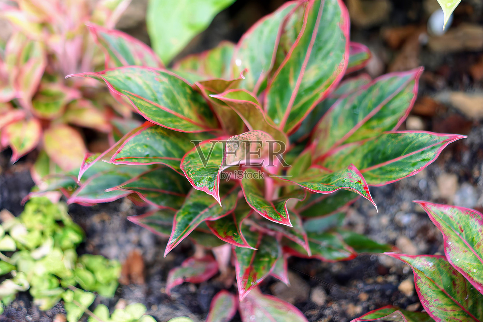 树叶和花朵的特写。照片摄影图片
