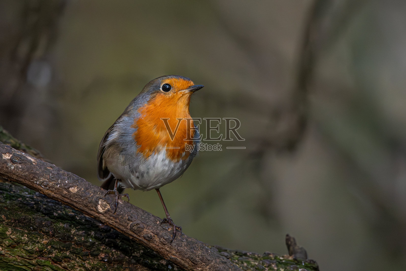 湿地的圆形景观照片摄影图片