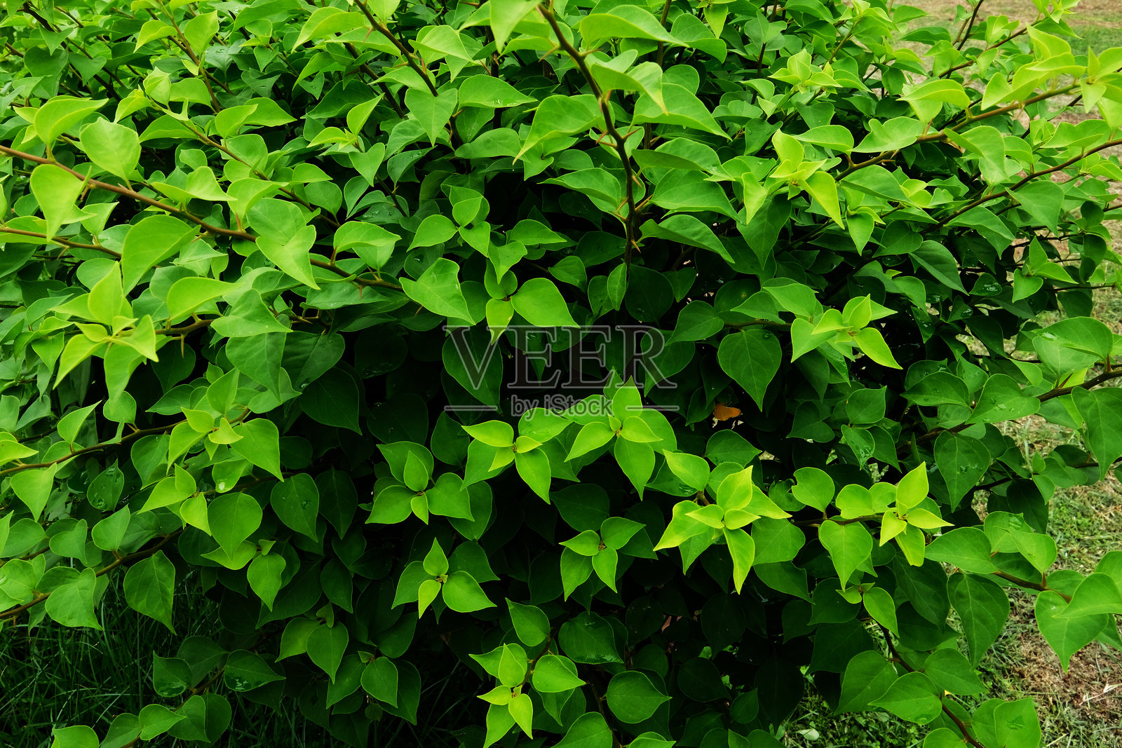 绿色公园中的绿叶照片摄影图片