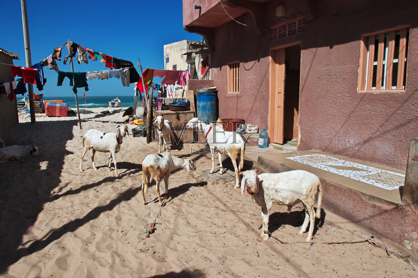 在西非塞内加尔圣路易的复古街道上的山羊照片摄影图片