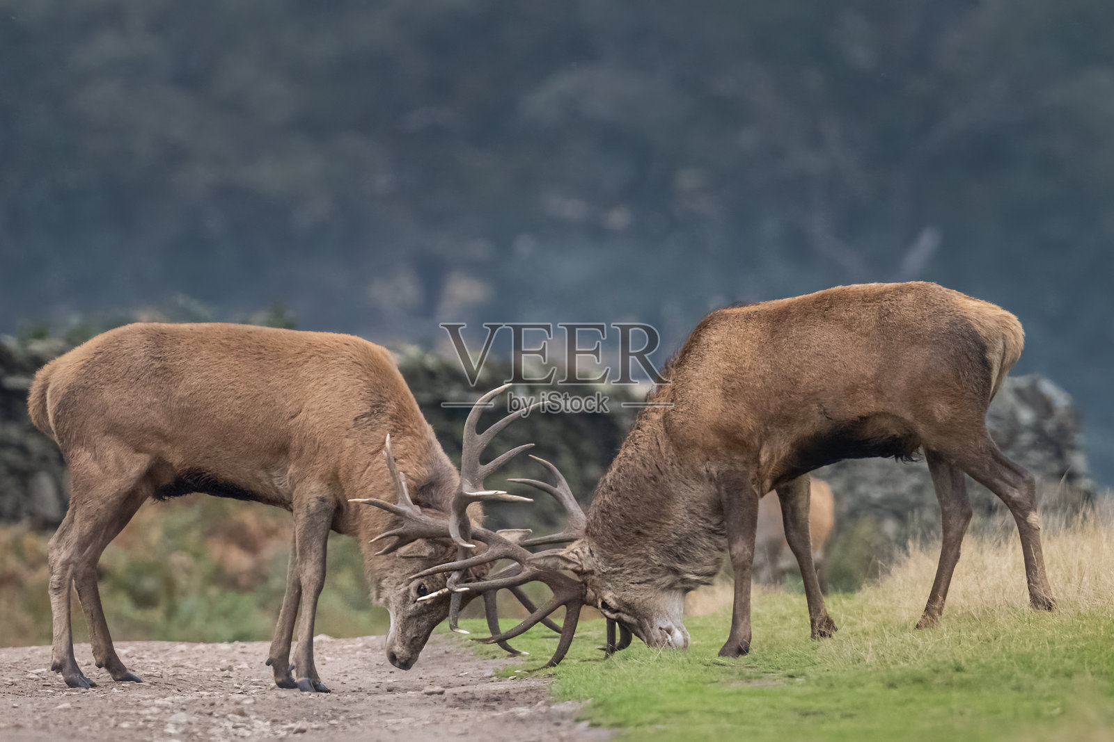 布拉德盖特公园的鹿照片摄影图片